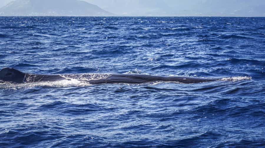 Dolphins & whale watching - An early start from La Balise Yacht Center