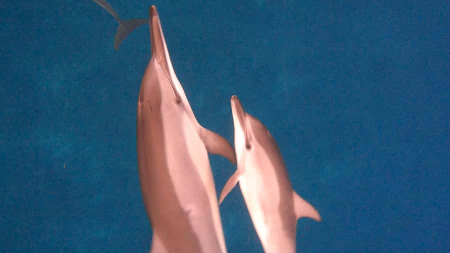Dolphins & whale watching - Swimming with dolphins in the wild