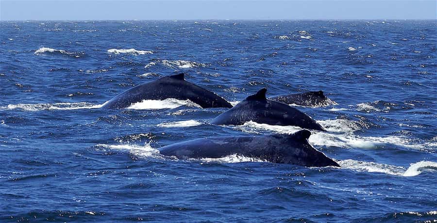 Dolphins & Whales, Private Tour Snorkeling - Swimming with spinner dolphins