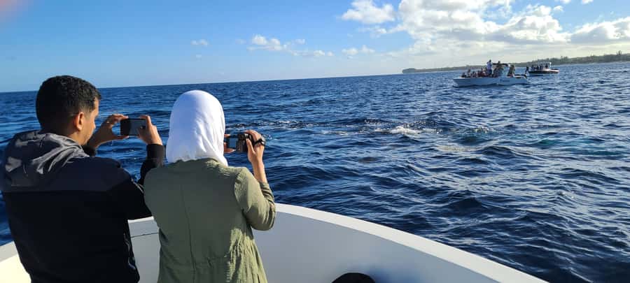 Dolphins & Whales, Private Tour Snorkeling - What the private price really buys