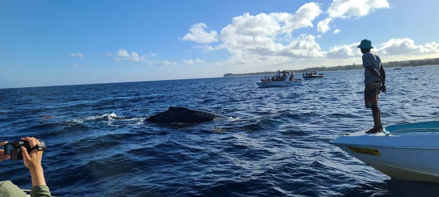 Dolphins & Whales, Private Tour Snorkeling - The crew and the animal approach