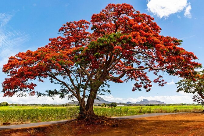 East of Mauritius: Full Day Scenic Tour with Lunch & Glass Bottom - Floreal offers shopping near Curepipe