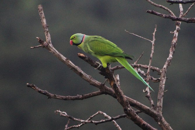 Ebony Forest Reserve Chamarel: Endemic Birdwatching Guided Tour - Searching for six endemic species in the forest