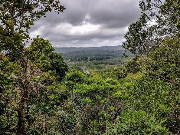 Ebony Forest Reserve Chamarel - Take a Hike Tour - Why Chamarel’s Ebony Forest Is Worth Your Time