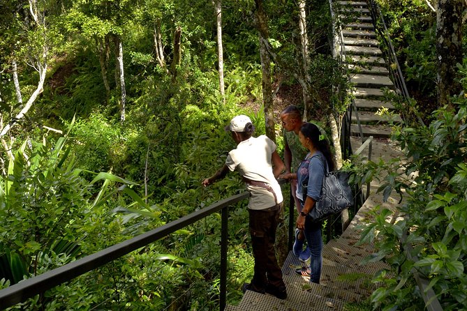 Ebony Forest Reserve Chamarel - Take a Hike Tour - Choosing the Piton Canot Hike