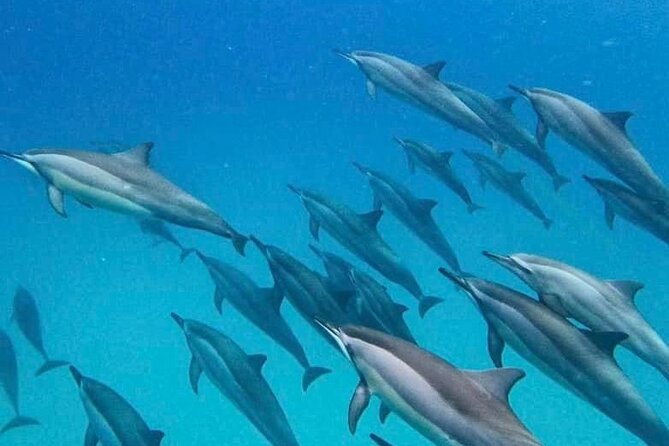 Eco-friendly Dolphin Watching Tour in Mauritius - Setting out from Le Morne for a wild encounter