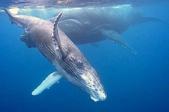 Eco-friendly Dolphin Watching Tour in Mauritius - Snorkeling in the lagoon near Crystal Rock