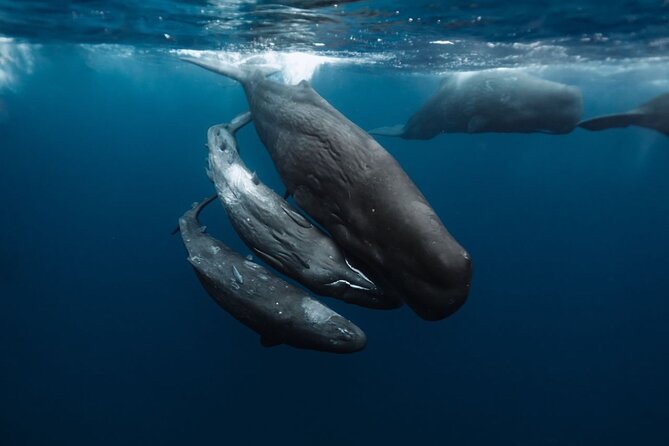 Eco-friendly Dolphin Watching Tour in Mauritius - The eco-friendly claim and what you should ask