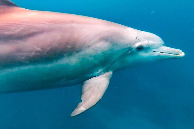 Eco-friendly Dolphin Watching Tour in Mauritius - Timing, meeting point, and practical planning