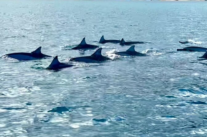 Exciting Dolphin encounters in the Maurtius's lagoon - Reef snorkeling after the dolphin encounter