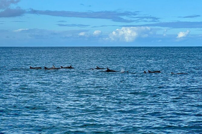 Exciting Dolphin encounters in the Maurtius's lagoon - Who should book this Mauritius boat trip?