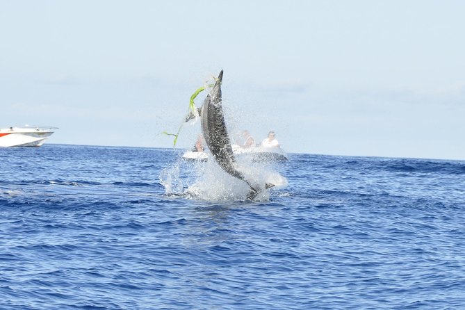 Exclusive Dolphins Encounter - A Private Speedboat Changes the Feel