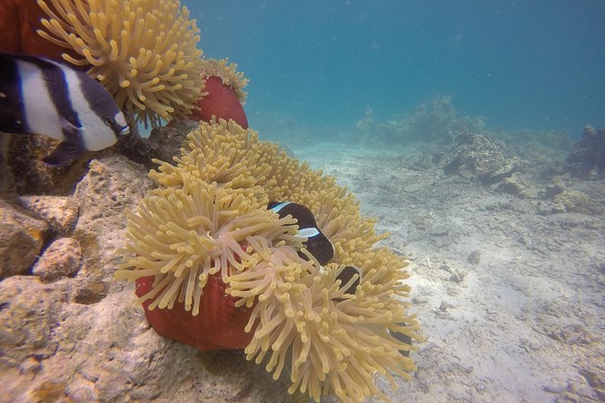 Exploration dives - What the $65 price really buys you