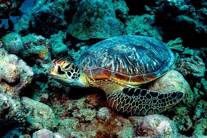 Exploration dives for experienced divers - Setting out from Tamarin Bay at 8am