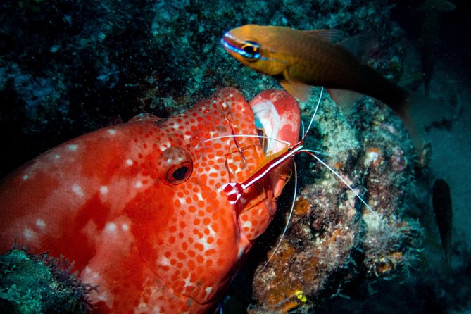 Exploration dives for experienced divers - Price and value at $63.97