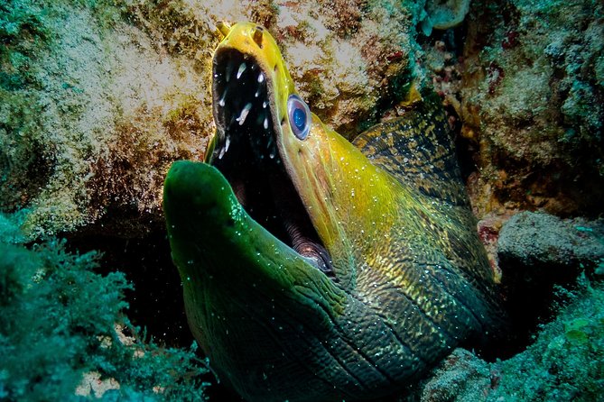Exploration dives for experienced divers - Health rules you should take seriously
