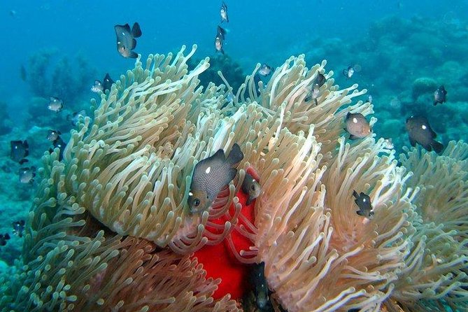 Exploration dives for experienced divers - Thirty to forty minutes below the surface