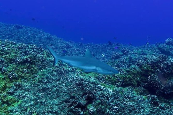 Exploration dives - Choosing between reefs, formations, and wrecks