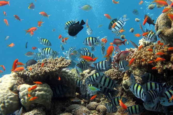 Exploring the Magnificent East of Mauritius: Full-day incl Blue Bay Marine Park - Who should book this eastern Mauritius day trip?