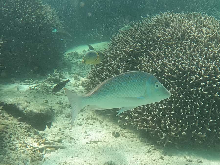 From Blue Bay: Ile aux Cerfs Speedboat Excursion with BBQ - Entering Grand River South East