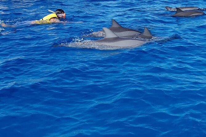 Full-Day Dolphin Watching Cruise in Mauritius - Setting out from Black River at 8:00 am