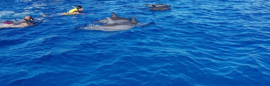 Full Day Dolphins Watching Ile aux Benitiers & Crystal Rock - What the dolphin encounter is really like