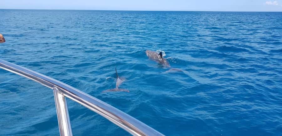 Full Day Dolphins Watching Ile aux Benitiers & Crystal Rock - The speedboat ride and comfort on board
