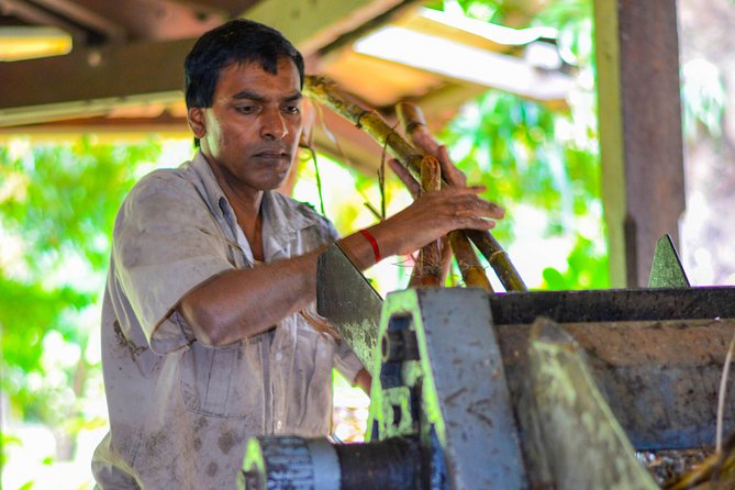 Full Day Guided Tea Route Mauritius: Including Lunch - What this full-day tea route really covers