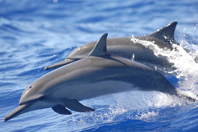 Full day Shared Speedboat Tour - South West Lagoon Dolphin Swim - Searching for dolphins near Flic en Flac and Tamarin