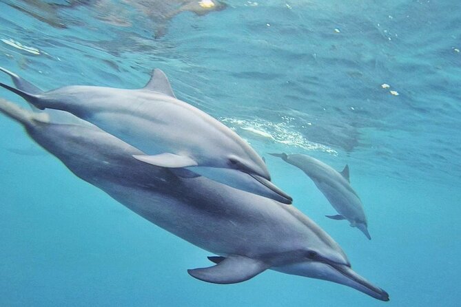 Full day Shared Speedboat Tour - South West Lagoon Dolphin Swim - The real issue: organization before departure