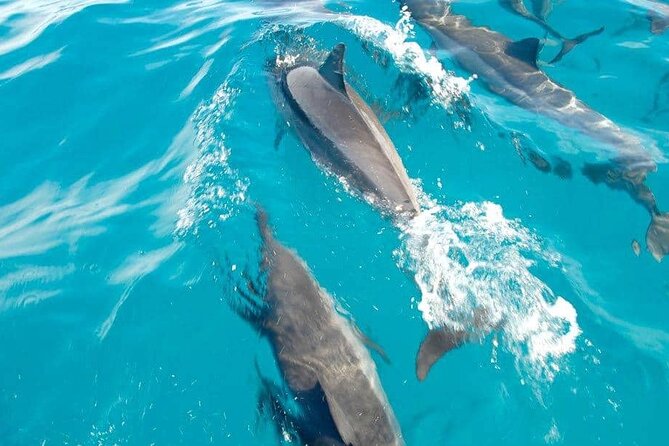 Full day Shared Speedboat Tour - South West Lagoon Dolphin Swim - A long lunch stop on Ile aux Benitiers
