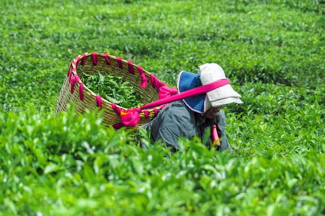 Full-Day South Tour of Mauritius, ALL INCLUSIVE Day Trip, Private SUV Car, Guide - Tea country and lunch at Bois Cheri