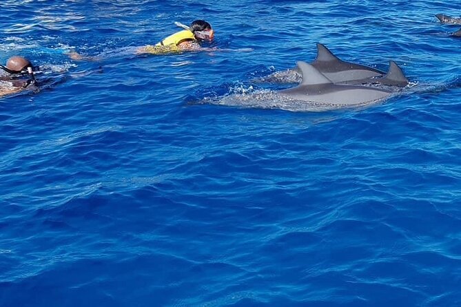 Full-Day Swimming with Dolphins and Casela Nature Park Tour in Mauritius - At La Preneuse Beach, the dolphin encounter is wild and quick