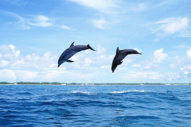 Full-Day Swimming with Dolphins and Casela Nature Park Tour in Mauritius - Whale watching is possible, but keep expectations modest