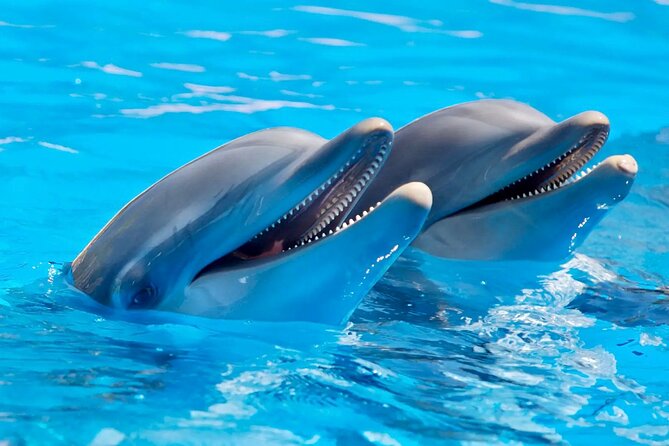 Fully Day Tour: Dolphin Encounters, Crystal Rock at Benitiers Island - Snorkeling beside Crystal Rock