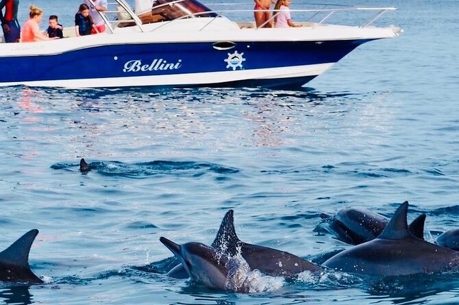 Fully Day Tour: Dolphin Encounters, Crystal Rock at Benitiers Island - Swimming with dolphins in open water