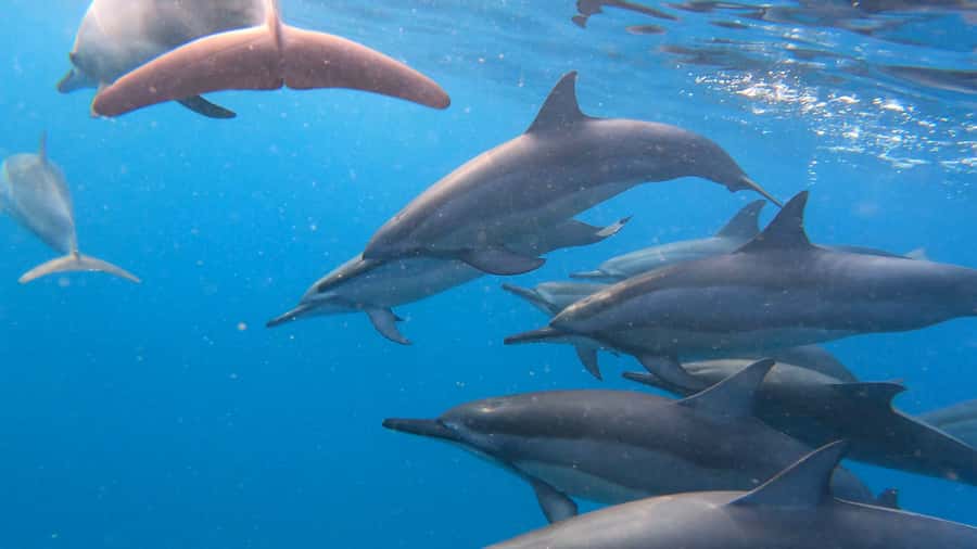 Grande Riviere Noire: Boat Tour and Swimming with Dolphins - Key points at a glance
