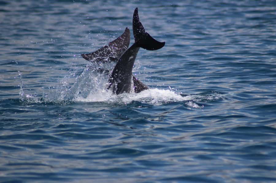 Grande Riviere Noire: Boat Tour and Swimming with Dolphins - Leaving La Balise Black River before the crowds