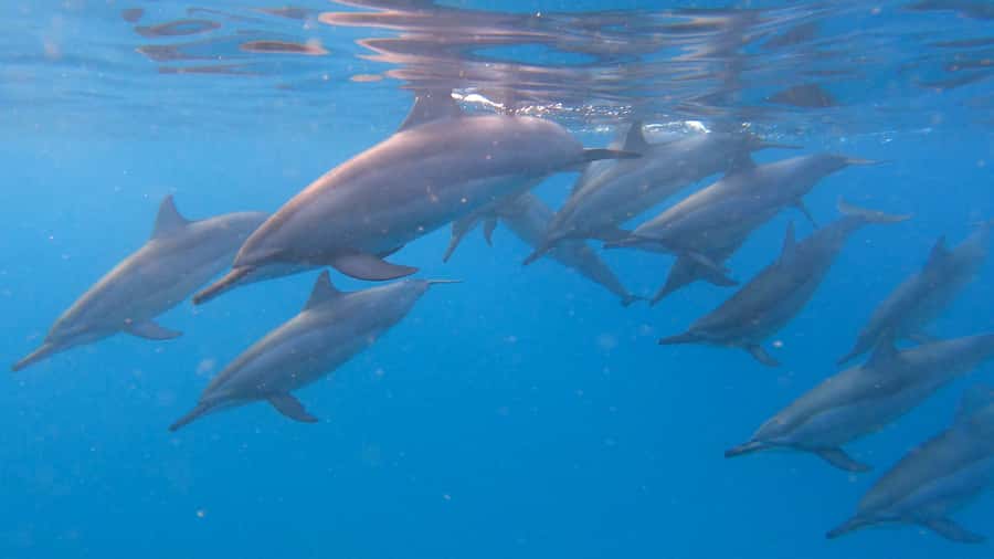 Grande Riviere Noire: Boat Tour and Swimming with Dolphins - Searching for spinner and bottlenose dolphins