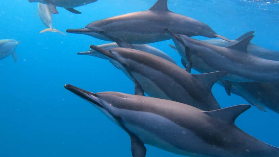 Grande Riviere Noire: Boat Tour and Swimming with Dolphins - A new boat and a group of up to eight