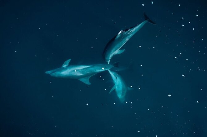 Guided Kayak 2-Hour Activity with Dolphins - A responsible approach instead of a fast chase