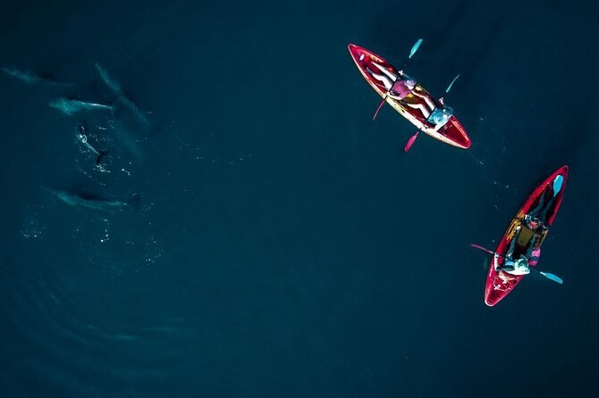 Guided Kayak 2-Hour Activity with Dolphins - The Tamarind River backup route