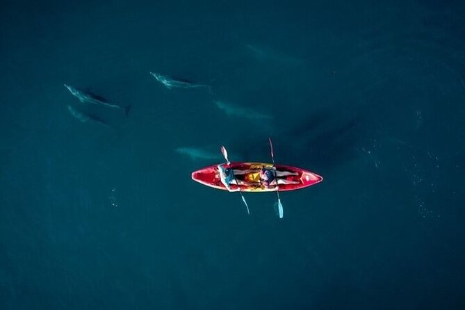 Guided Kayak 2 Hours Activity with Dolphins - Sunrise in Tamarin Bay, before the boats arrive