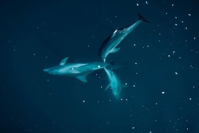 Guided Kayak 2 Hours Activity with Dolphins - Paddling skills you need for the two-hour outing