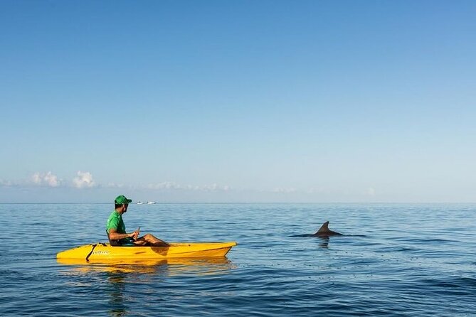 Guided Kayak 2 Hours Activity with Dolphins - When dolphins are offshore, the Tamarind River takes over
