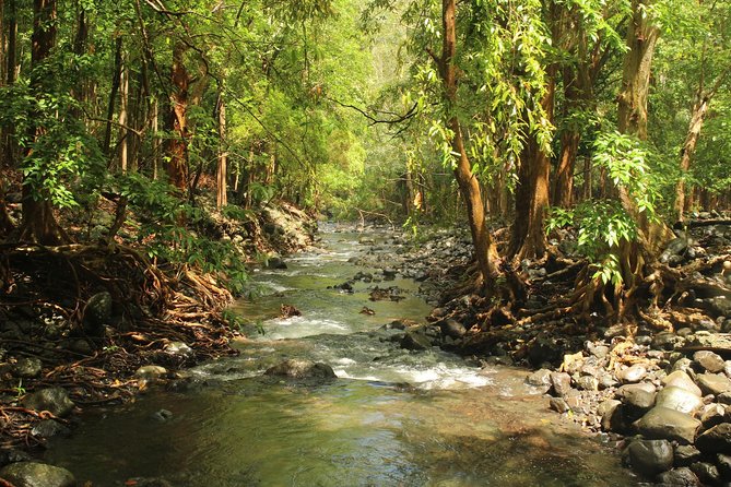 Hiking in the Black River Gorges National Parc - Native Forest - Starting at Grande Riviere Noire