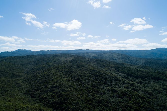 Hiking in the Black River Gorges National Parc - Native Forest - Mare aux Joncs Gorge, or Bats Valley