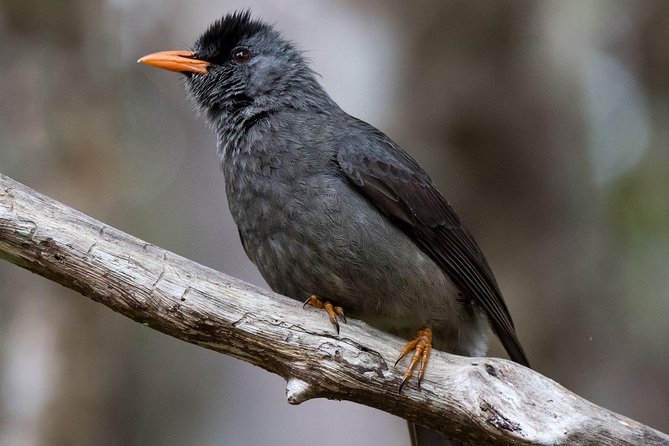 Hiking in the Black River Gorges National Parc - Native Forest - What the $61.65 price buys you