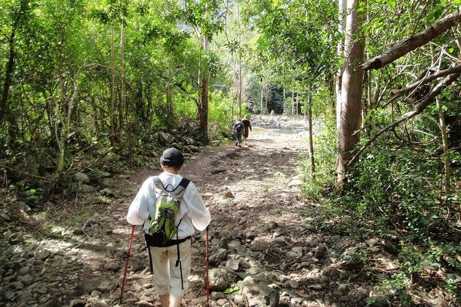 Hiking the Black River Gorges: Full-day with Lunch and Transfer - Waterfalls, gorge views, and the river basin