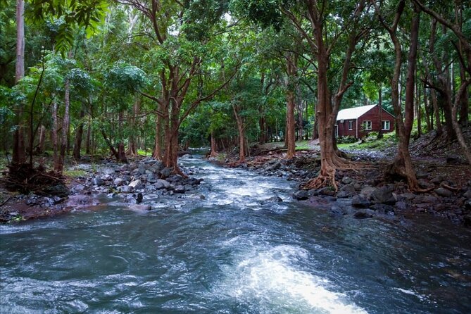 Hiking the Black River Gorges: Full-day with Lunch and Transfer - Is $140.95 good value?